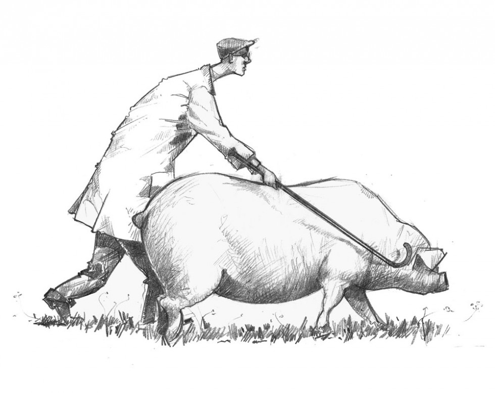 Drawing of a pig show