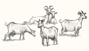 A drawing of Goats