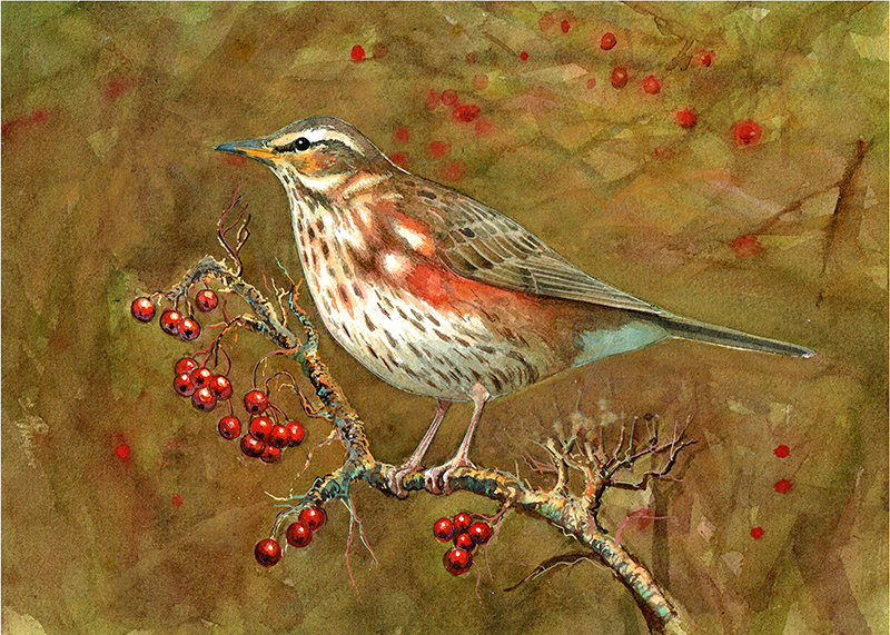 A painting of a Redwing in winter shushine