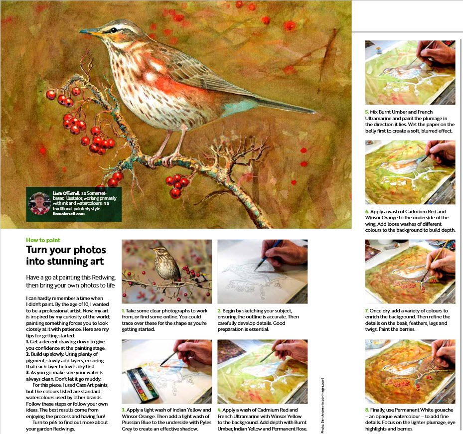 The artical on painting a Redwing for the RSPB magazine